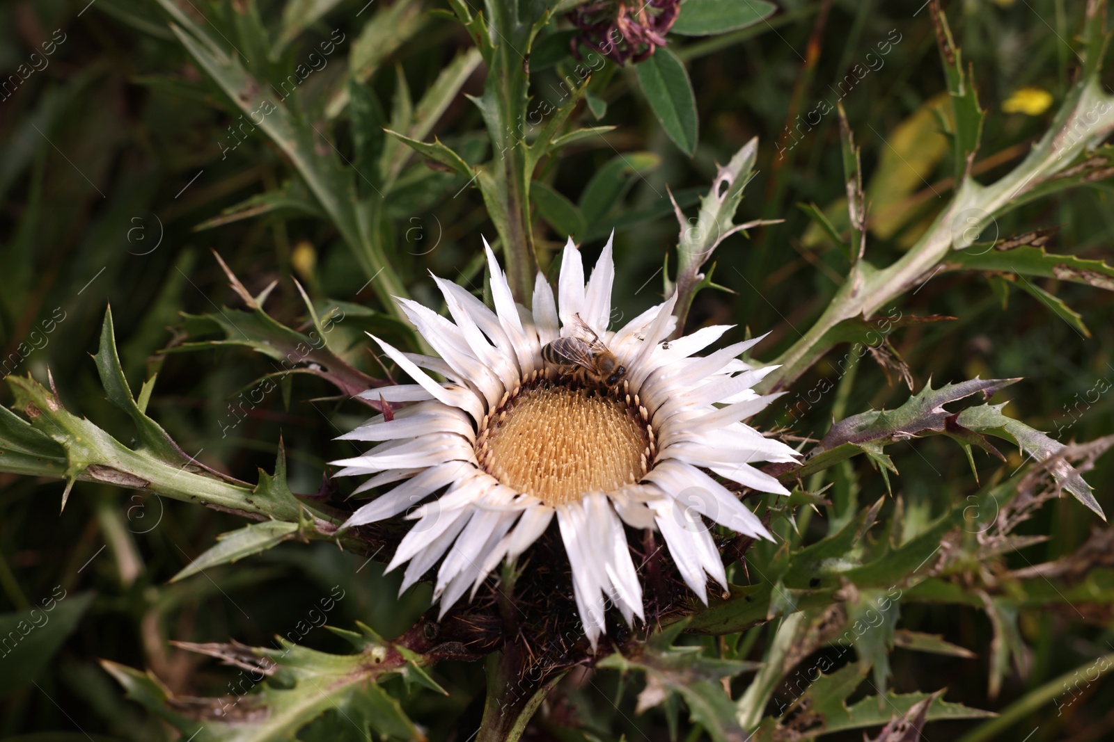 Photo of Beautiful plant with white flower growing outdoors, closeup