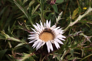 Beautiful plant with white flower growing outdoors, closeup