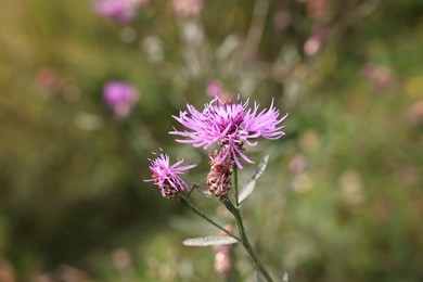 Many beautiful plants with flowers growing outdoors, closeup