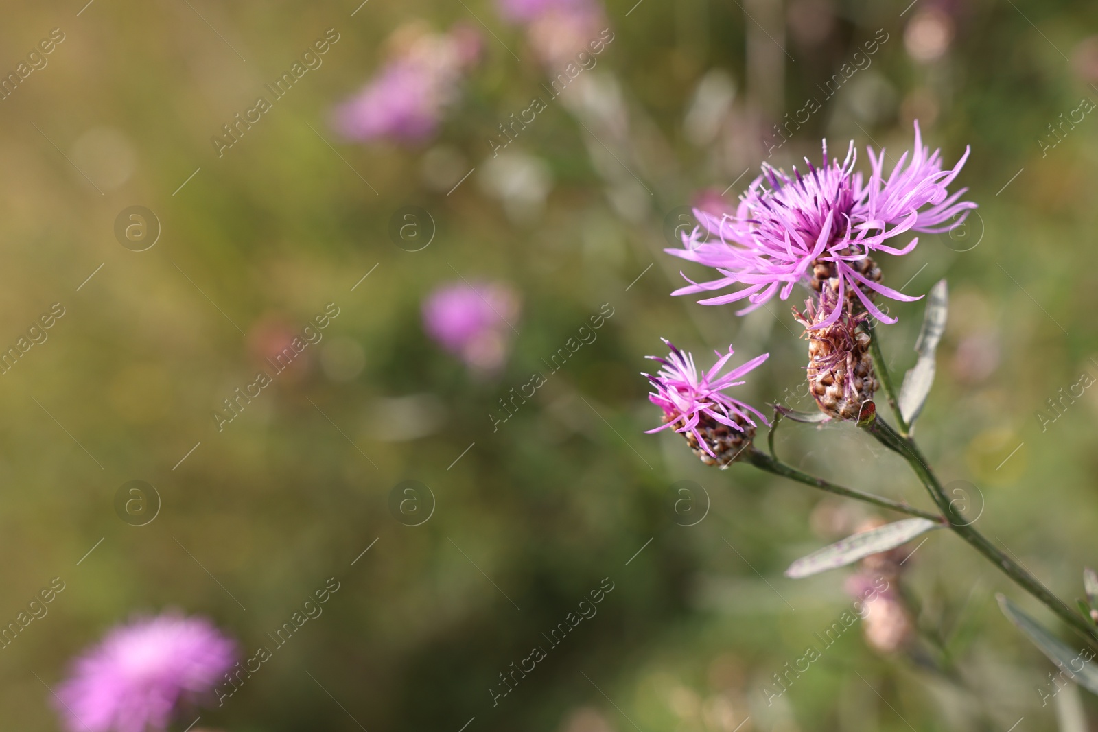 Photo of Many beautiful plants with flowers growing outdoors, closeup. Space for text