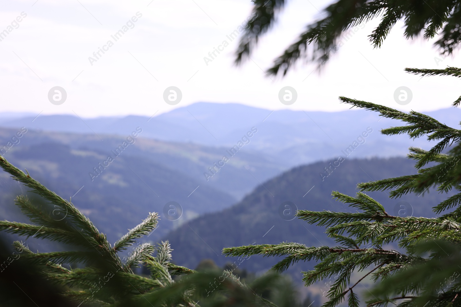 Photo of Beautiful view of forest in mountains under sky