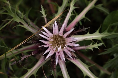 Photo of Beautiful plant with violet flower growing outdoors, top view