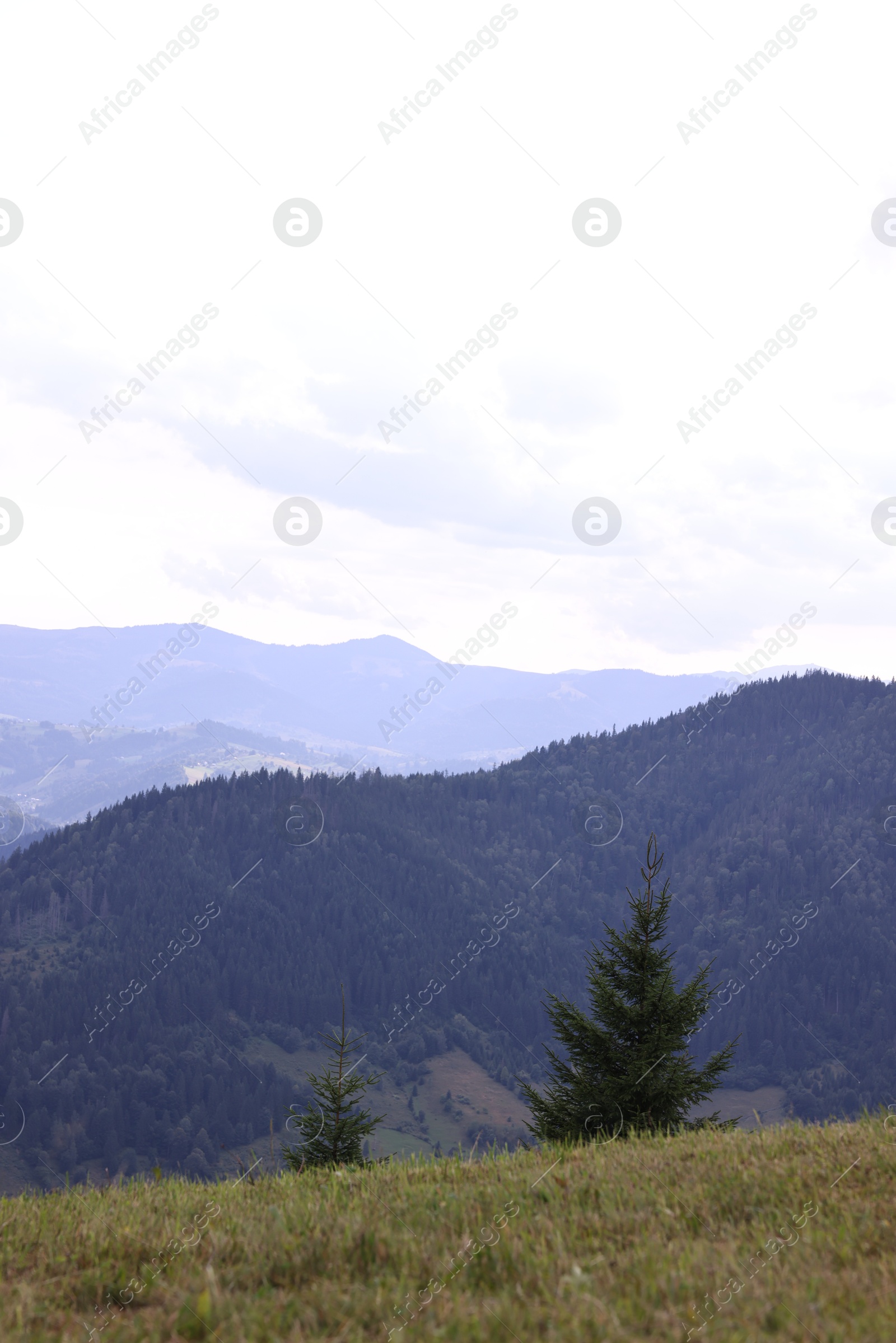 Photo of Beautiful view of forest in mountains under sky