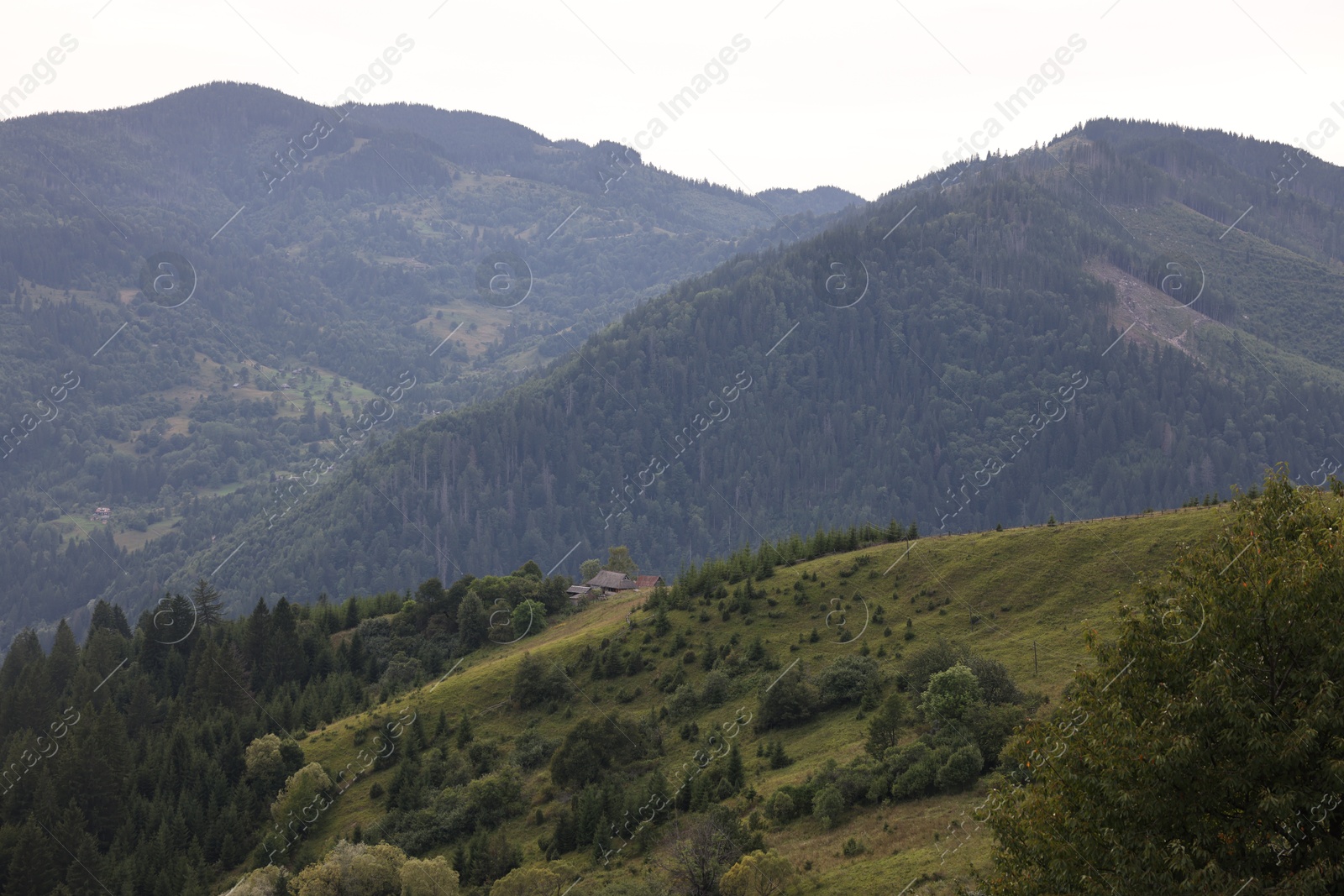 Photo of Beautiful view of forest in mountains under sky