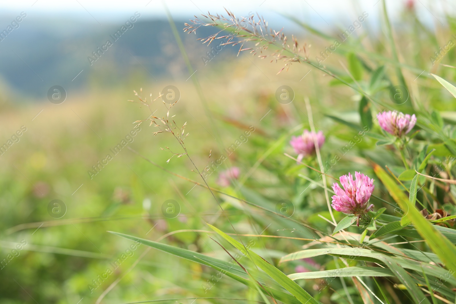 Photo of Many beautiful plants with flowers growing outdoors, closeup. Space for text