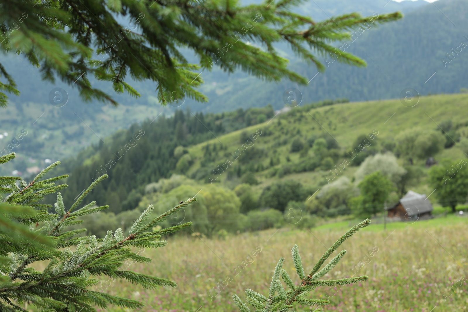 Photo of Beautiful view of forest in mountains under sky