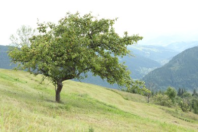 Beautiful view of forest in mountains under sky