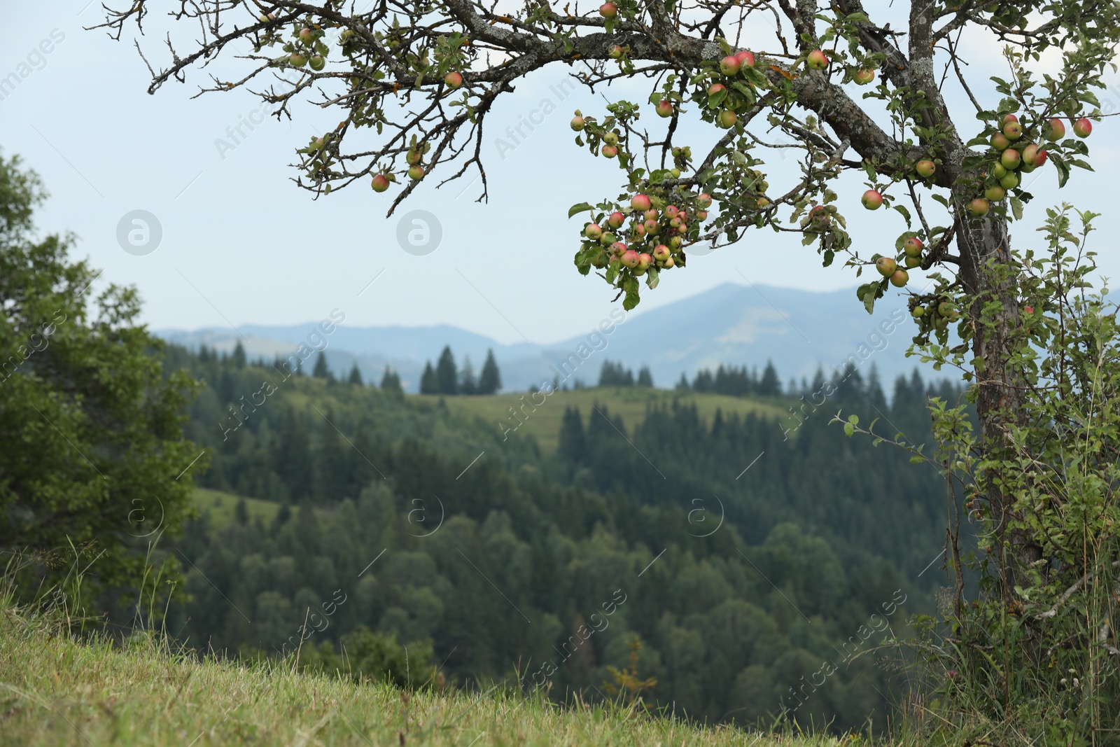 Photo of Beautiful view of forest in mountains under sky