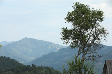 Photo of Beautiful view of forest in mountains under sky