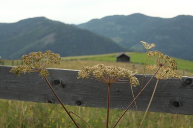 Photo of Green grass growing near wooden fence in mountains on summer day