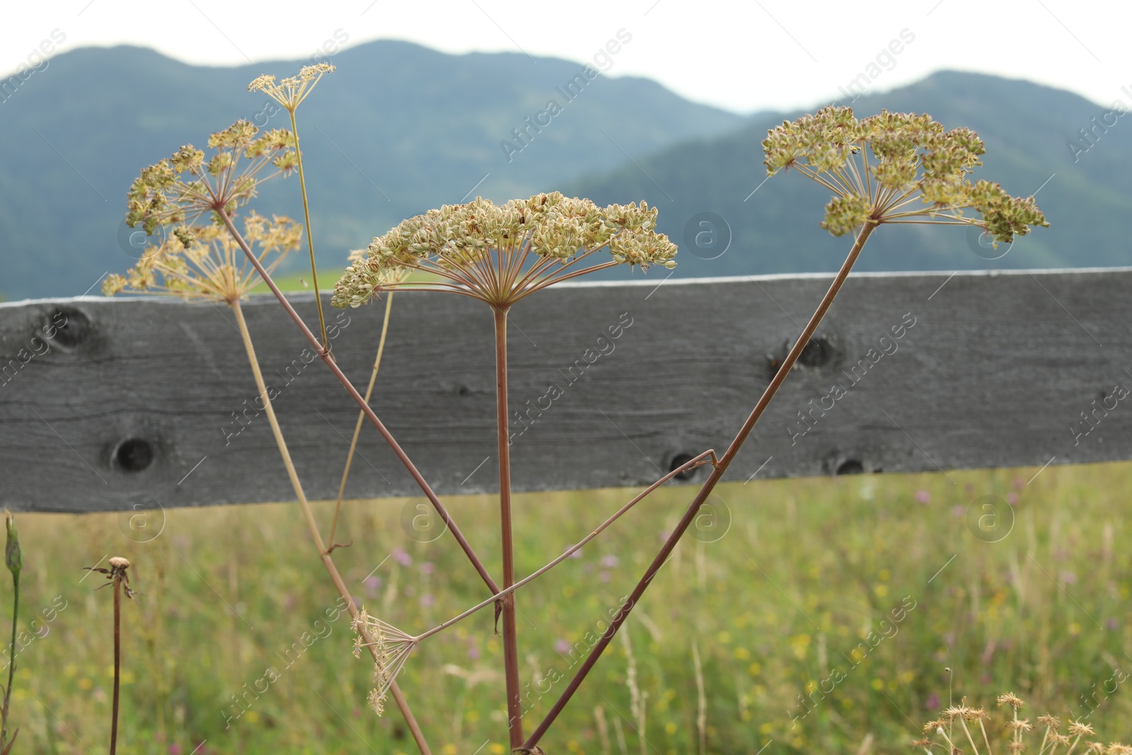 Photo of Green grass growing near wooden fence in mountains on summer day