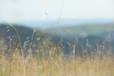 Photo of Green grass growing in mountains on summer day