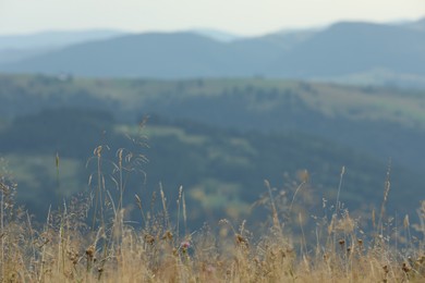 Green grass growing in mountains on summer day