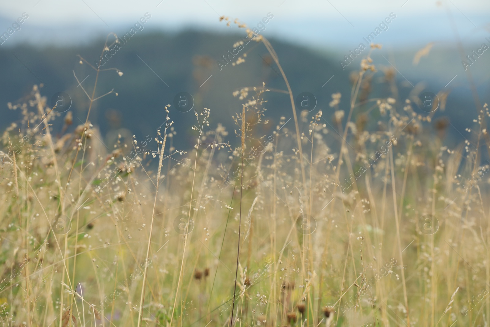 Photo of Green grass growing in mountains on summer day