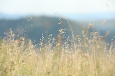 Photo of Green grass growing in mountains on summer day