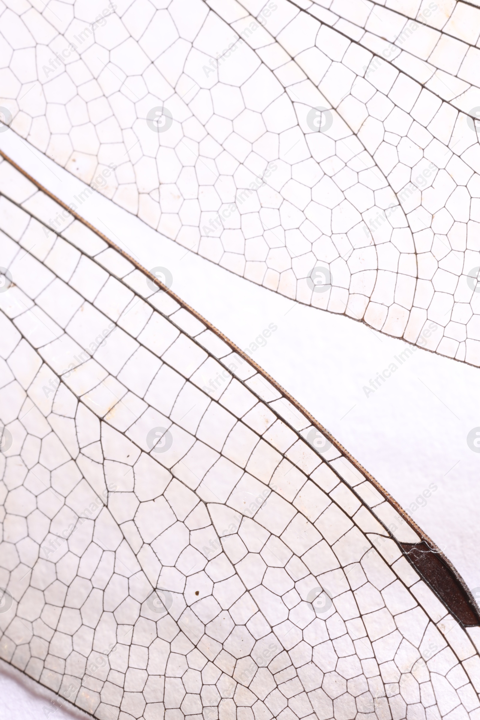 Photo of Dragonfly`s wings on white background, macro view