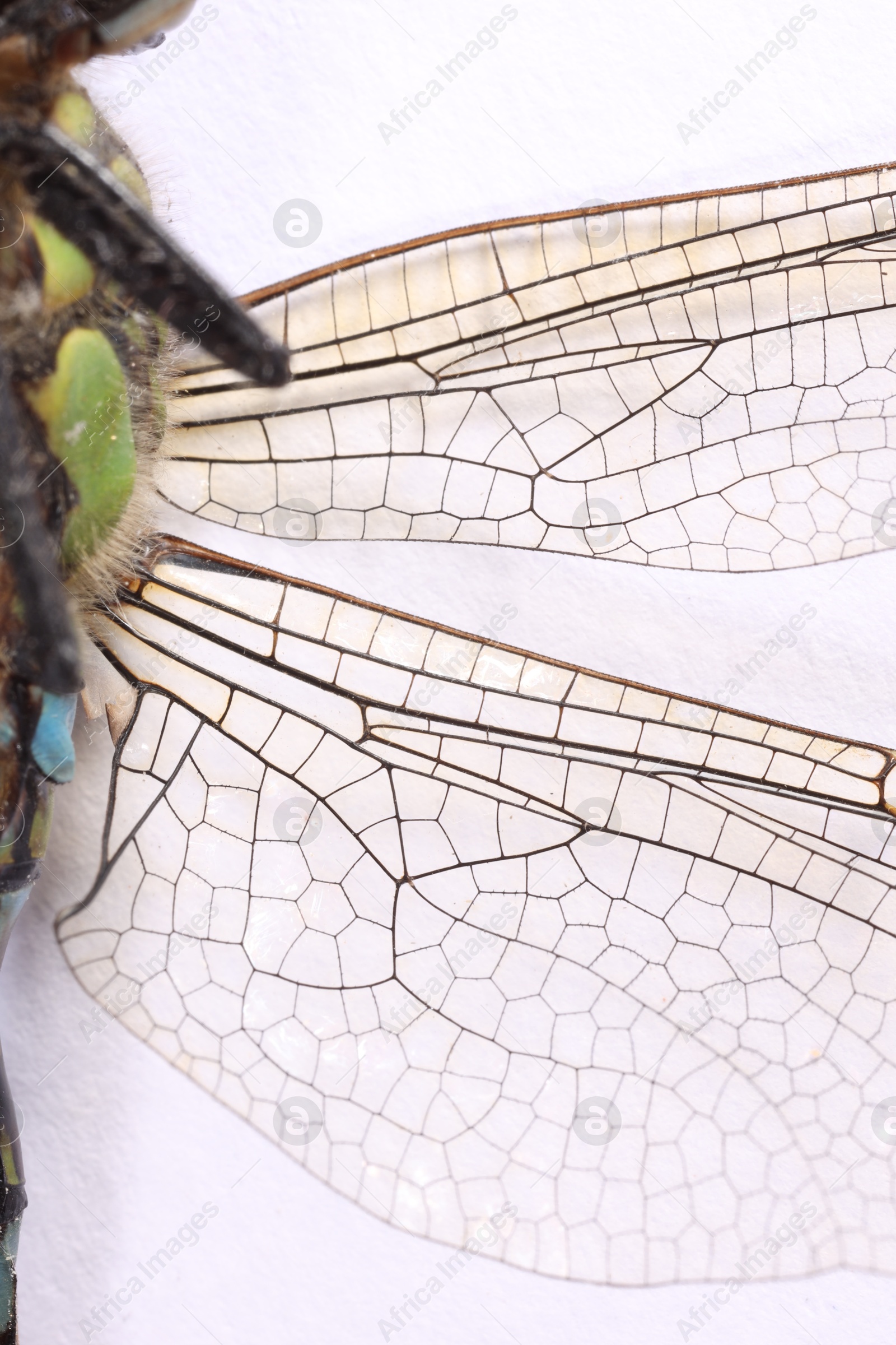 Photo of One dragonfly on white background, macro view