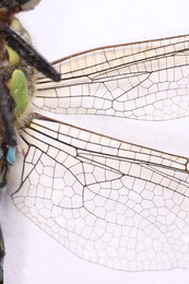 One dragonfly on white background, macro view