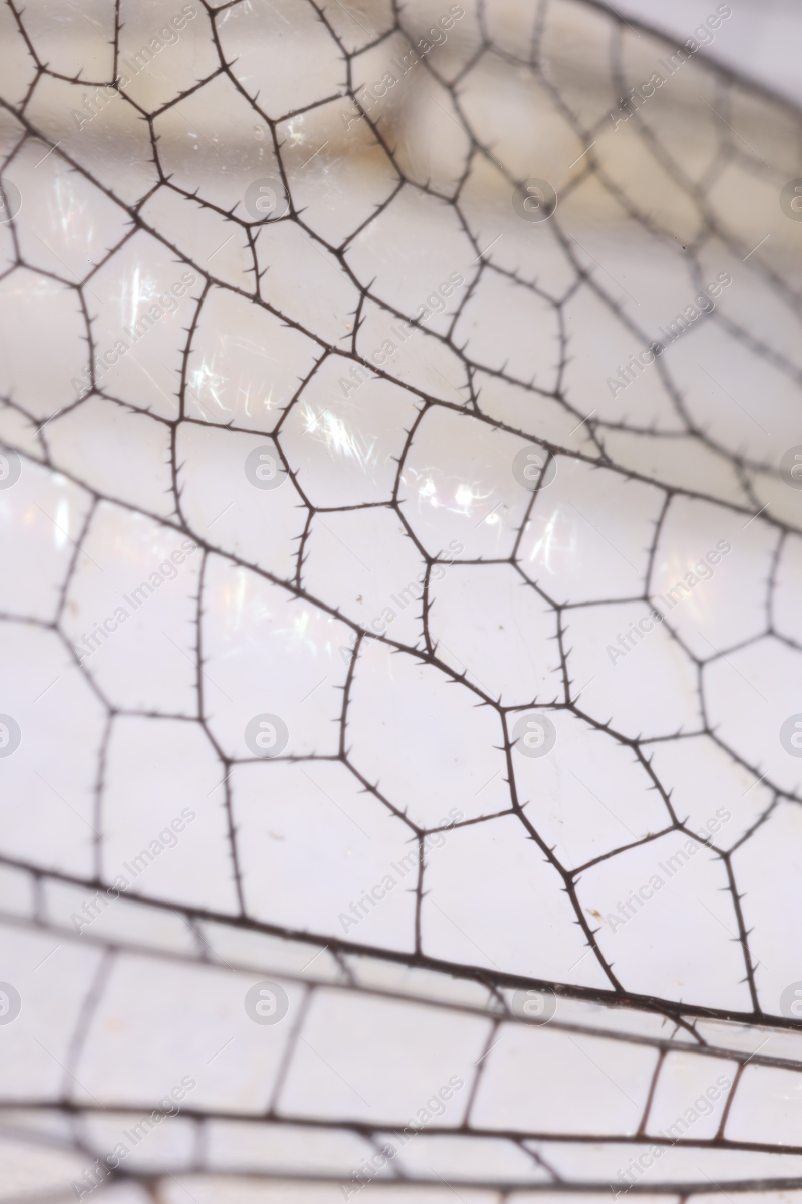 Photo of Dragonfly`s wing on white background, macro view