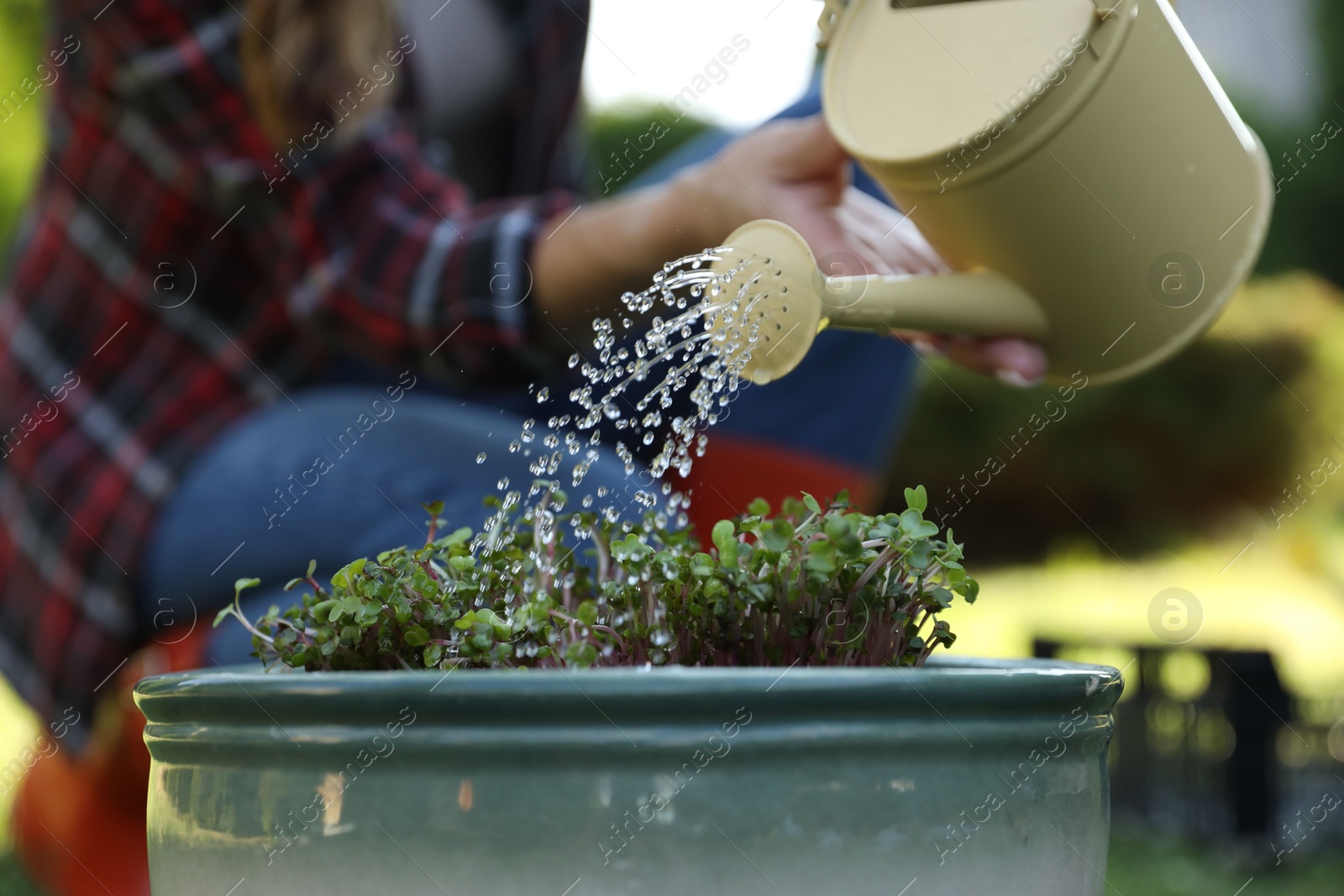 Photo of Woman watering potted seedlings with can outdoors, closeup