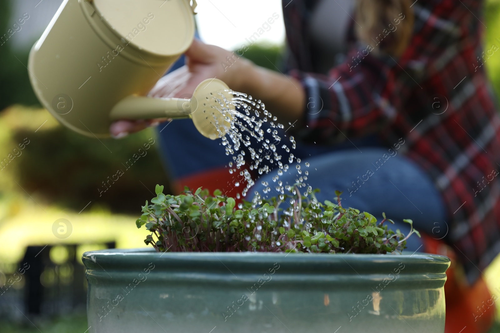 Photo of Woman watering potted seedlings with can outdoors, closeup