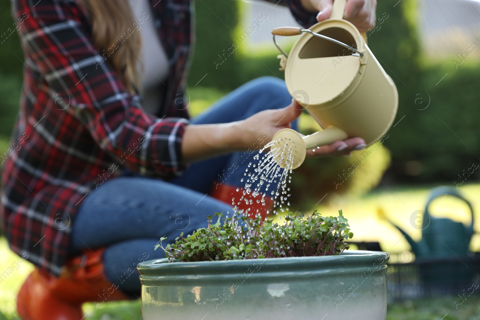 Photo of Woman watering potted seedlings with can outdoors, closeup