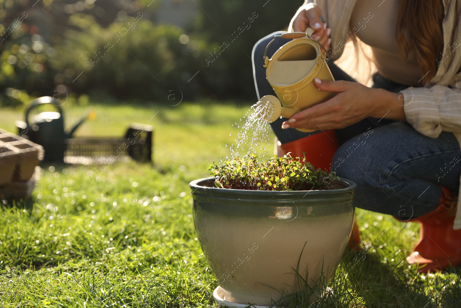 Photo of Woman watering potted seedlings with can outdoors, closeup