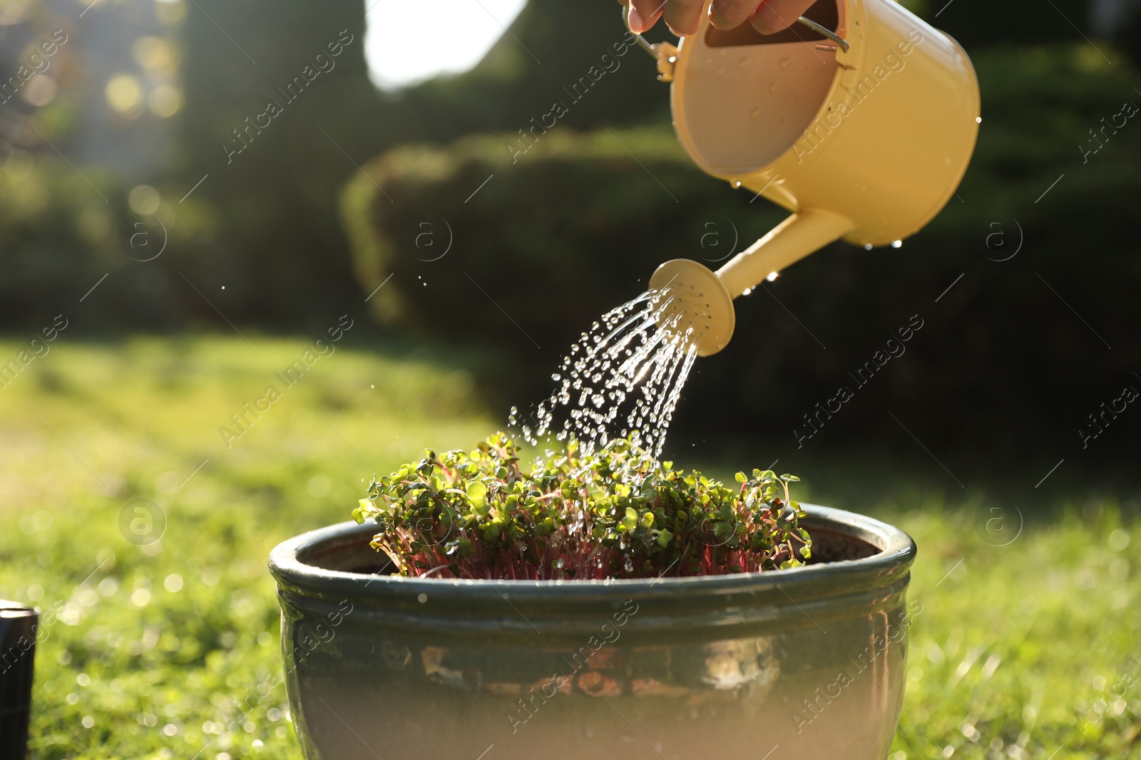 Photo of Watering potted seedlings with can on sunny day, closeup