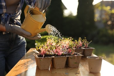 Woman watering potted seedlings with can at wooden table outdoors, closeup