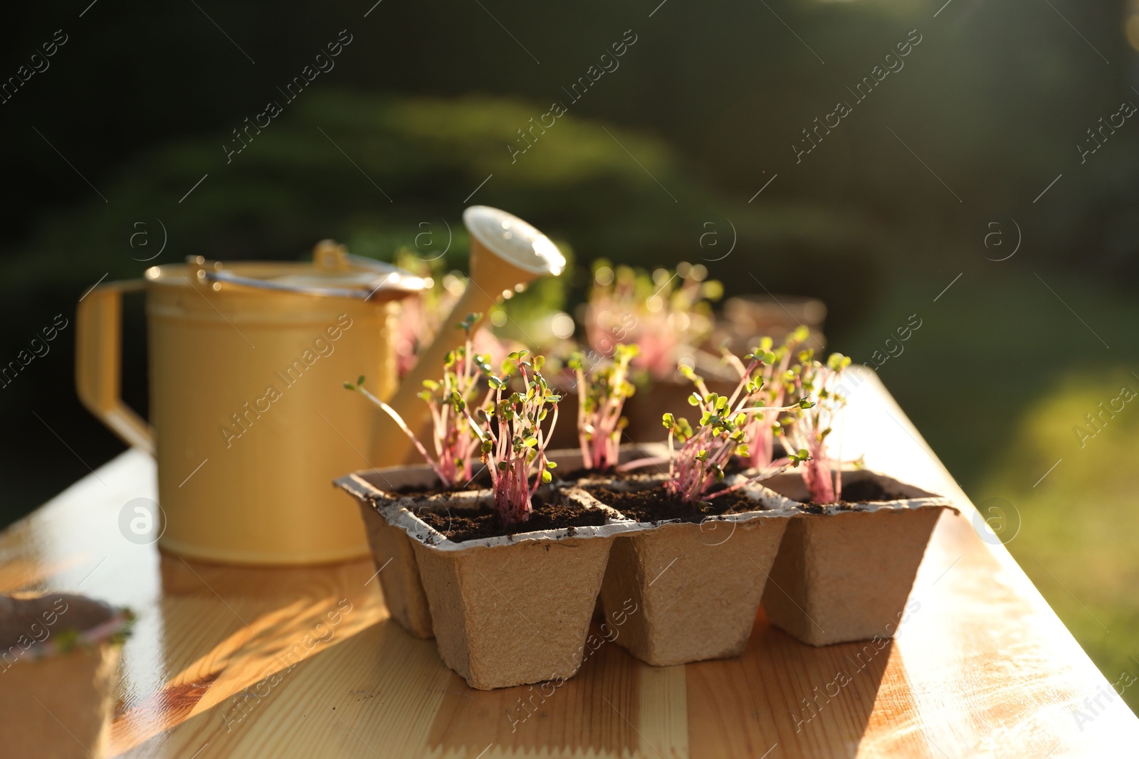 Photo of Potted seedlings and watering can on wooden table outdoors