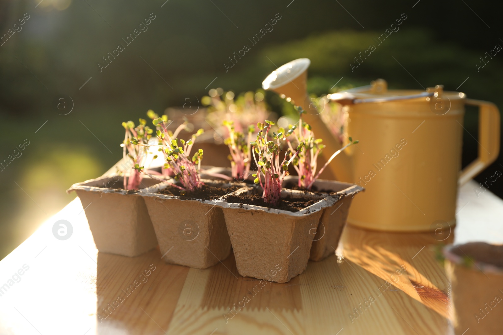 Photo of Potted seedlings and watering can on wooden table outdoors