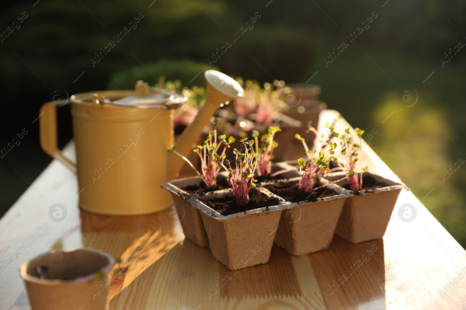 Photo of Potted seedlings and watering can on wooden table outdoors