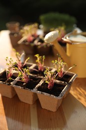 Photo of Young potted seedlings on wooden table outdoors