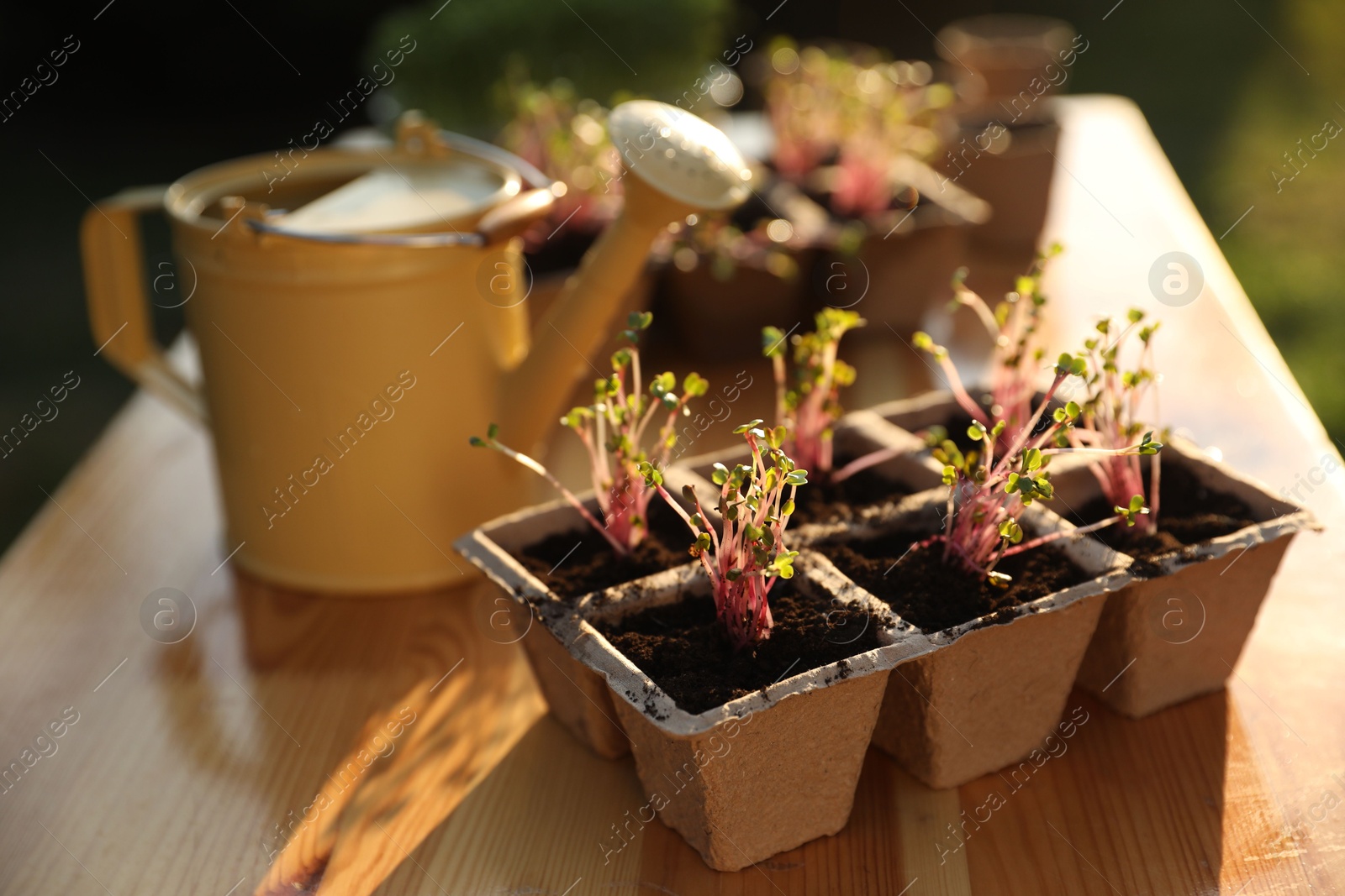 Photo of Potted seedlings and watering can on wooden table outdoors