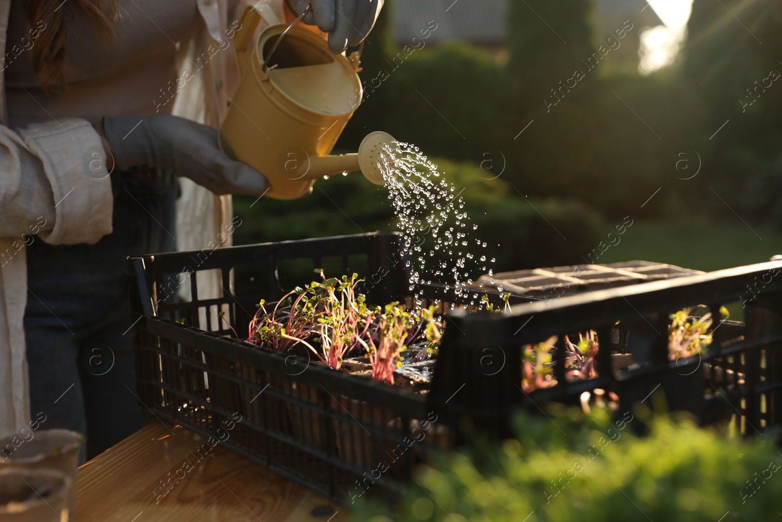 Photo of Woman watering potted seedlings with can at table outdoors, closeup