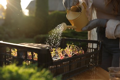 Photo of Woman watering potted seedlings with can at table outdoors, closeup