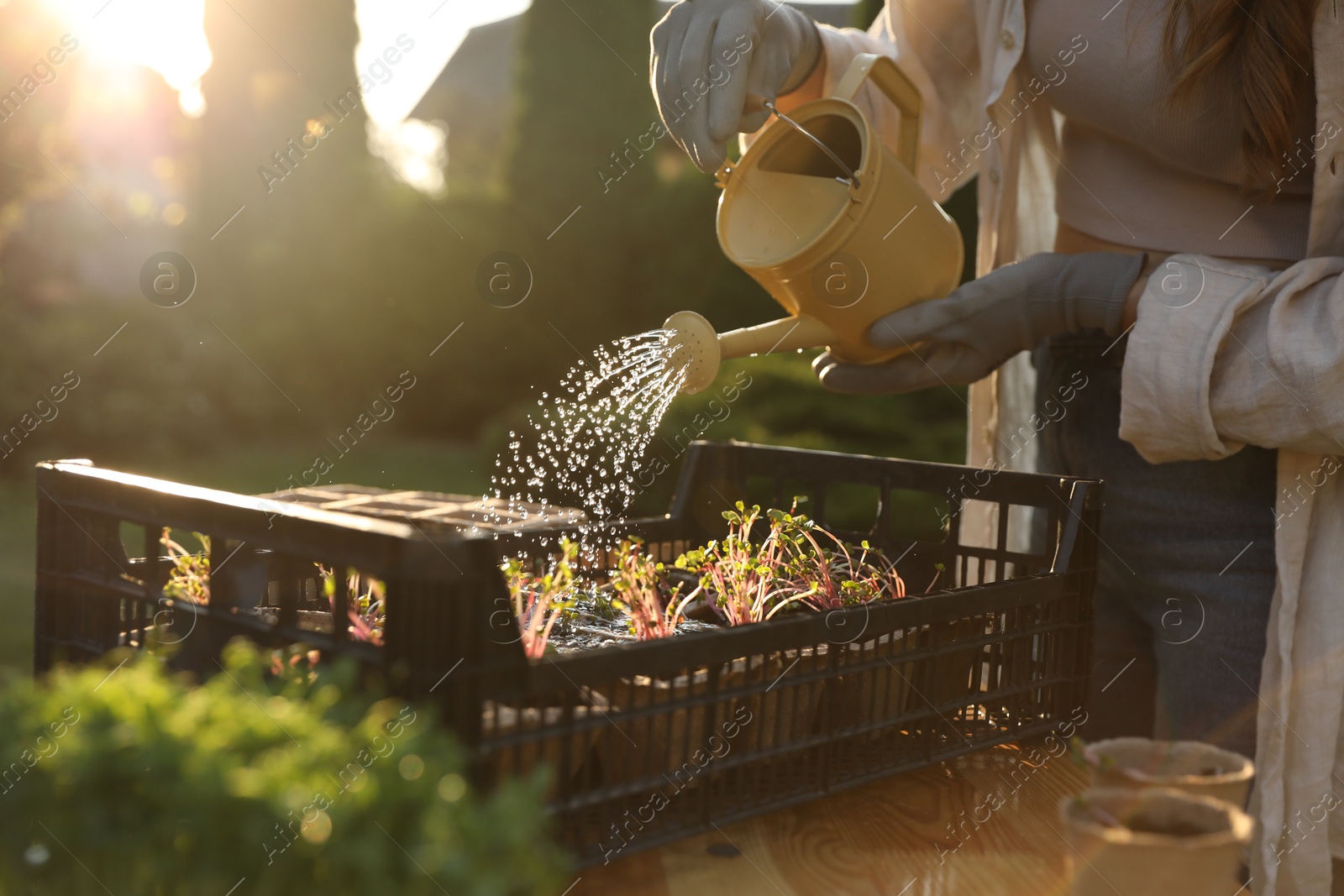 Photo of Woman watering potted seedlings with can at table outdoors, closeup