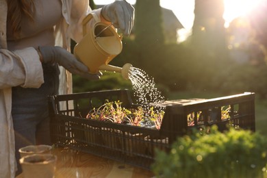 Woman watering potted seedlings with can at table outdoors, closeup