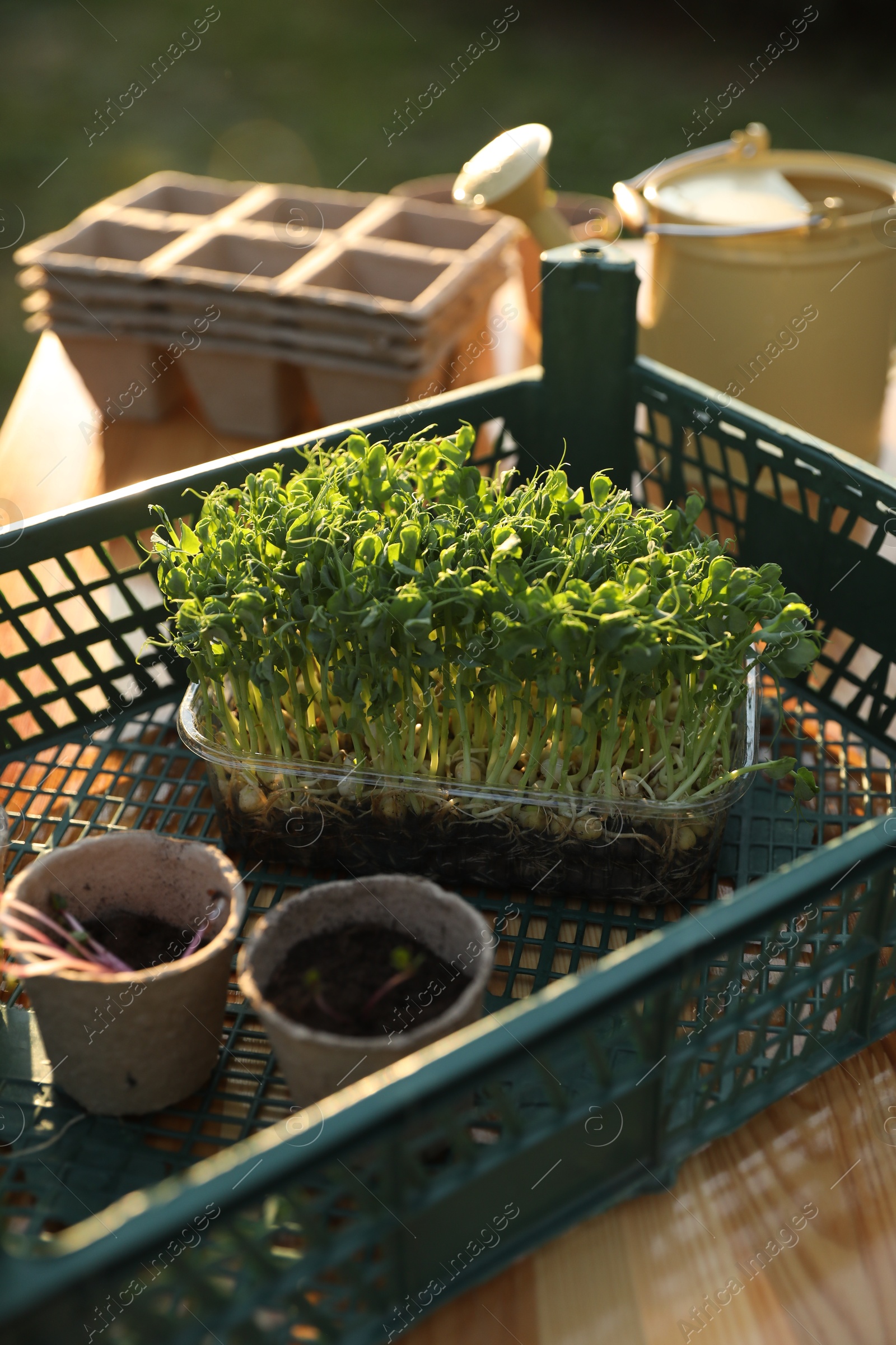 Photo of Different potted seedlings on wooden table outdoors