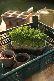 Different potted seedlings on wooden table outdoors