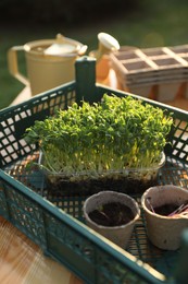 Different potted seedlings on wooden table outdoors