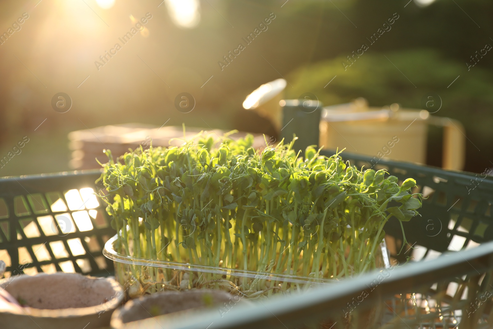 Photo of Young potted seedlings in crate on table outdoors