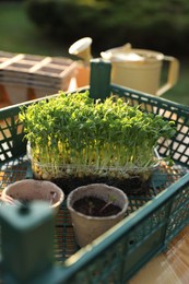 Different potted seedlings on wooden table outdoors