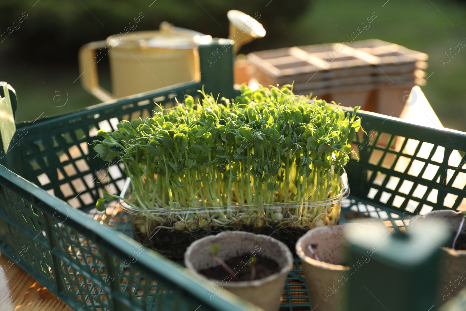 Photo of Different potted seedlings on wooden table outdoors