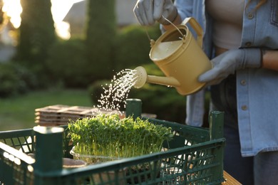 Woman watering young seedlings with can at table outdoors, closeup