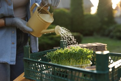 Photo of Woman watering young seedlings with can at table outdoors, closeup