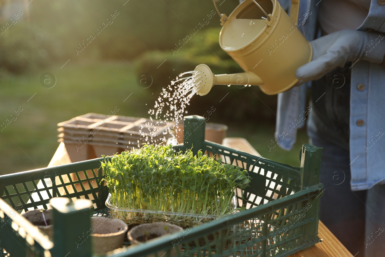 Photo of Woman watering young seedlings with can at table outdoors, closeup