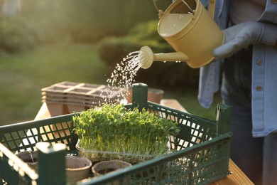 Photo of Woman watering young seedlings with can at table outdoors, closeup