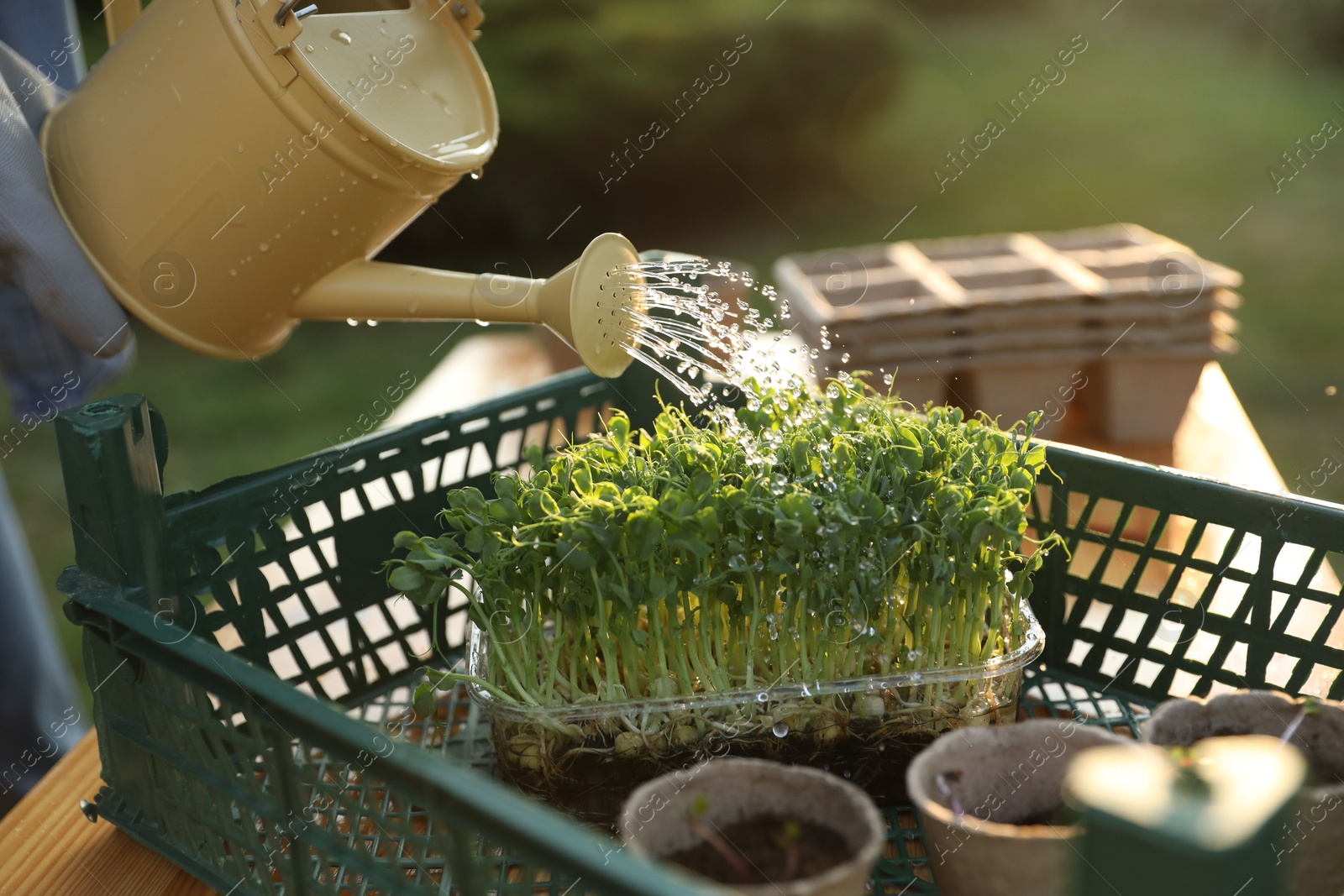 Photo of Woman watering young seedlings with can at table outdoors, closeup