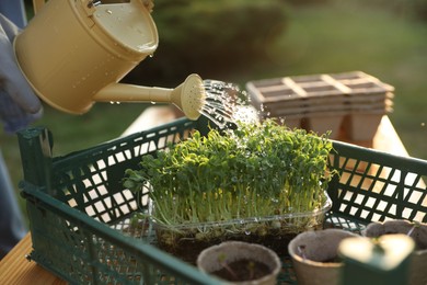 Woman watering young seedlings with can at table outdoors, closeup